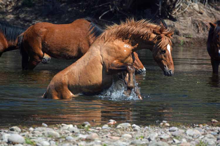 mustangs